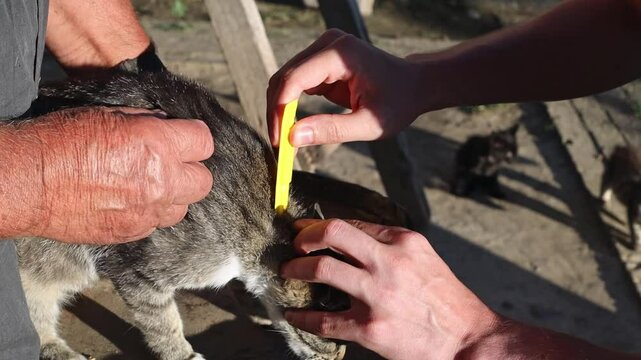 Two men treat a kitten for fleas in the countryside.
