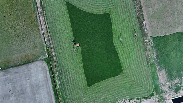 Aerial farm tractor agriculture cut hay overhead descend. Tractor pulling swather industrial equipment. Rural farming community agricultural economy. Autumn harvesting of alfalfa hay agriculture.