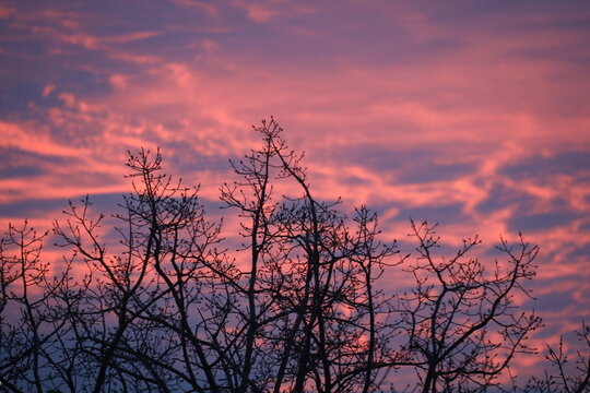 barren trees of winter against pinkish clouds and blue sky at sunrise