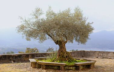 Beautiful old olive tree (olea europaea, oleaceae) with antique seats around it overlooking Lake...