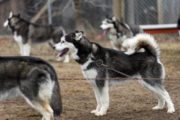 Sled Dog Stands on Line