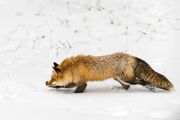 Red Fox (Vulpes vulpes) Runs Moves Left Front Paw Outstretched Winter