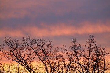 Obraz premium barren bleak winter trees against pink gray clouds at sunrise