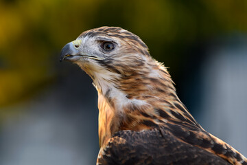 Red-Tailed Hawk (Buteo jamaicensis) Looks to Left