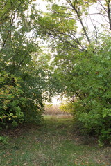 A path through a forest