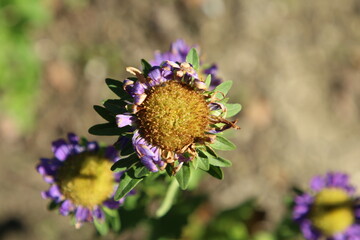 A bee on a flower