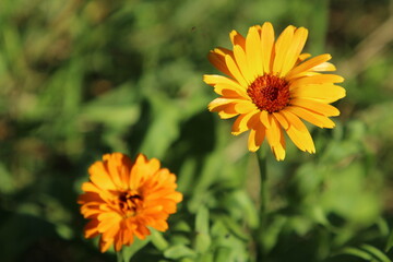 A close up of some flowers