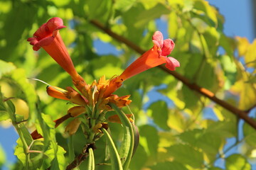 A plant with red flowers