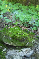 A mossy rock in the woods