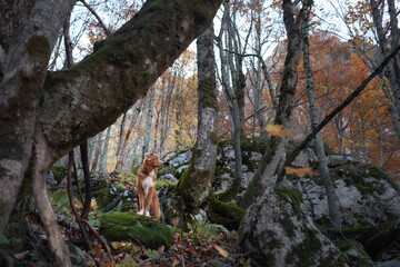 A Nova Scotia Duck Tolling Retriever stands among tall trees covered in autumn leaves. The colorful...