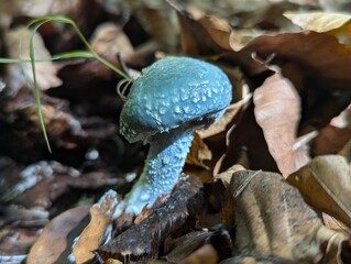 Stropharia aeruginosa Fungi mushrooms in the woods