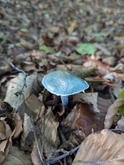 Stropharia aeruginosa Fungi little green blue mushrooms in the forest 