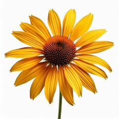 stem with yellow coneflower transparent background