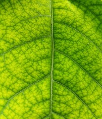 Green leaf texture pattern background 