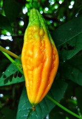 Yellow ripe bitter gourd on a tree