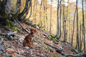 Dog sits quietly in a forest clearing, surrounded by colorful autumn leaves. The peaceful woods provide a serene setting for the pets