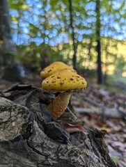 Pholiota yellow mushroom in the forest. Close up Two yellow mushrooms on the old dead tree truck 