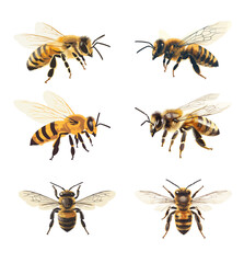 Collection of six bees in different poses. Detailed vector illustration isolated on white background. Design for educational material, posters, and prints.