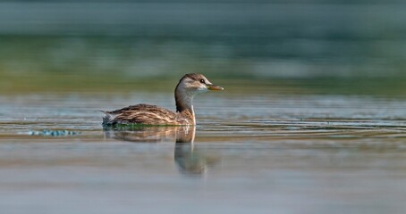 The Little Grebe (Tachybaptus ruficollis) lives in suitable wetlands in America, Asia, Europe and Africa. It is often seen on lake shores.