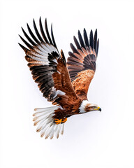 majestic eagle in flight