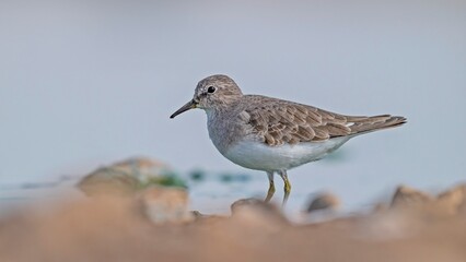 Temminck's Stint (Calidris temminckii) is a wetland bird that lives in the northern parts of Europe and Asia. It feeds in swamp areas.
