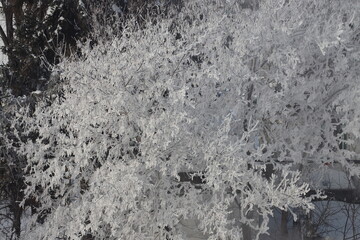 close-up tree branches completely covered in frost