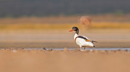 Common Shelduck (Tadorna tadorna) is a duck species found in Asia, Europe, America and Africa. It is common in Turkey.