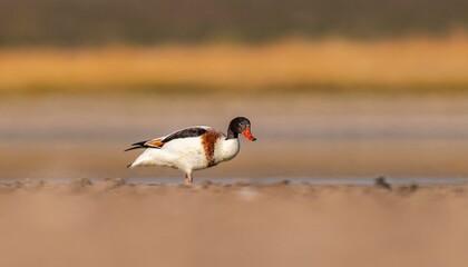Common Shelduck (Tadorna tadorna) is a duck species found in Asia, Europe, America and Africa. It is common in Turkey.