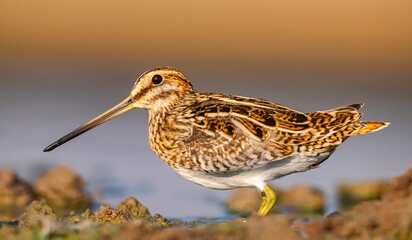 Common Snipe (Gallinago gallinago) is a bird that lives in wetlands and feeds on aquatic invertebrates. It is a common species in Turkey.
