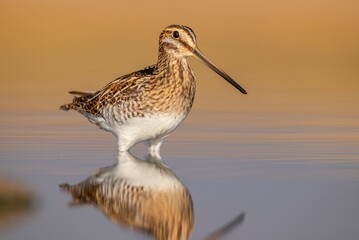 Obraz premium Common Snipe (Gallinago gallinago) is a bird that lives in wetlands and feeds on aquatic invertebrates. It is a common species in Turkey.