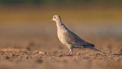 Eurasian Collared Dove (Streptopelia decaocto) is a species of pigeon that lives close to settlements.