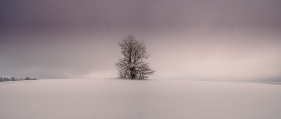Isolated solitary tree surrounded by mysterious gloomy landscape