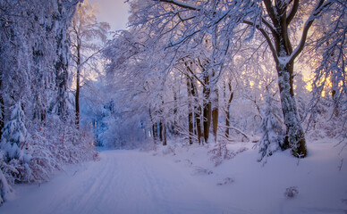 Winter landscape with fresh snow covered trees