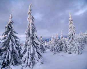 Winter snowy landscape with fresh snow covered trees