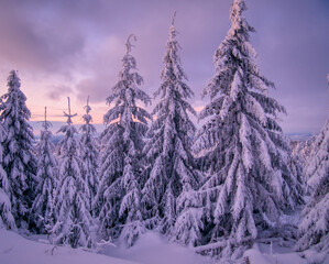 Winter snowy landscape with fresh snow covered trees