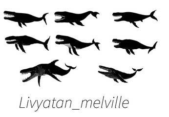 Obraz premium A collection of black and white illustrations depicting the extinct prehistoric whale species Livyatan Melvillei in various dynamic poses.