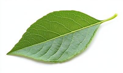Obraz premium A leafy green leaf with a white background