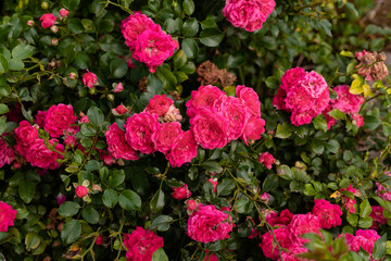 Rose bush in the garden. A small beautiful rose. Horticulture