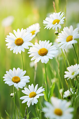 Fototapeta premium Beautiful White Daisies Blossoming in the Sunlight, Nature's Floral Elegance, Soft Green Background