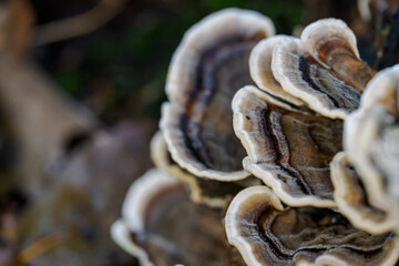 A wood mushroom in detail with a white border.
