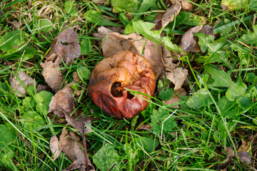 Apple brown and rotten on the lawn.
