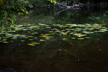 autumn leaves on the water