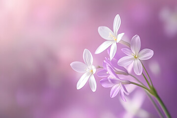 Delicate Purple Floral Blossoms with Soft Background and Bokeh Effect