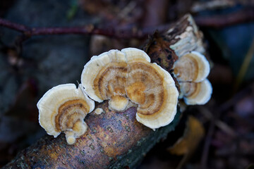 Wood fungus growing in the forest.
