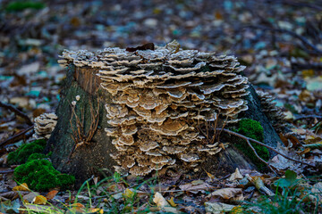 Wood fungus growing in the forest.

