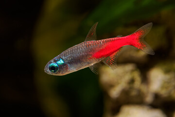 Detail of neon diamondfish under the surface.
