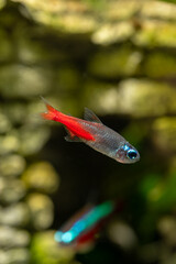 Detail of neon diamondfish under the surface.
