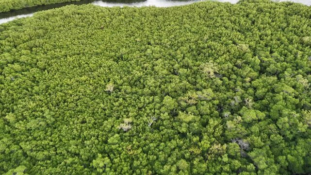 Mangrove Forest of the Florida Keys, Key Largo Fl.