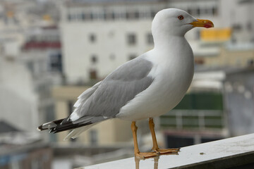 Seagull perched on a railing in a port city
