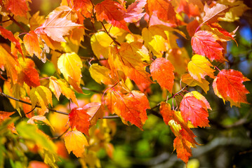 Autumn background-red leaves in the city Park 